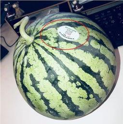 小网红吃瓜,揭秘娱乐圈幕后真相  第3张