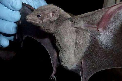 最新爆料蝙蝠,最新研究揭示蝙蝠独特基因生成之谜